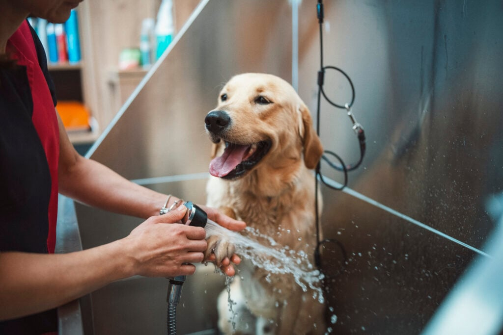 Professional dog grooming spa bath at The Dog House Spa in Oakville