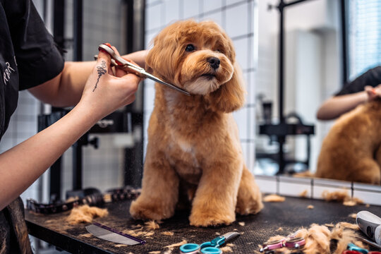 Professional dog grooming at Doggie Dip & Clip in Oakville