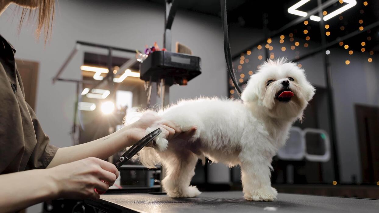 Professional groomer providing gentle one-on-one care to a happy dog