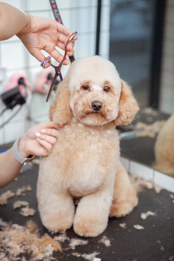 Professional pet groomer caring for a happy dog at Fricker's Furry Friends in Halifax