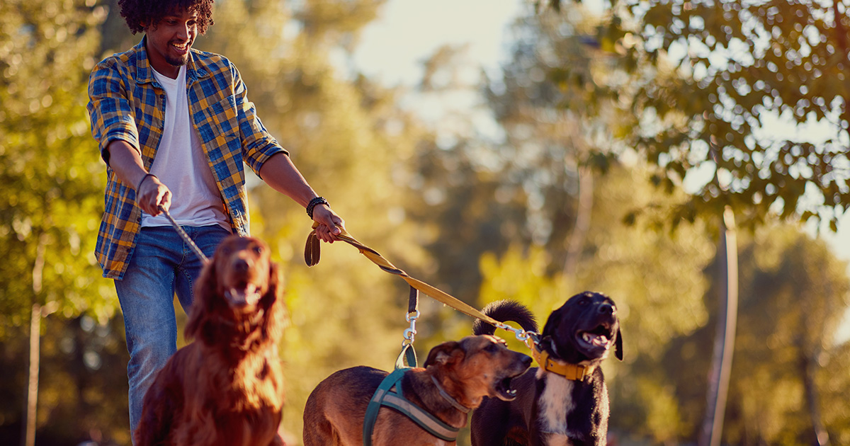 Professional dog walker walking multiple happy dogs in a park
