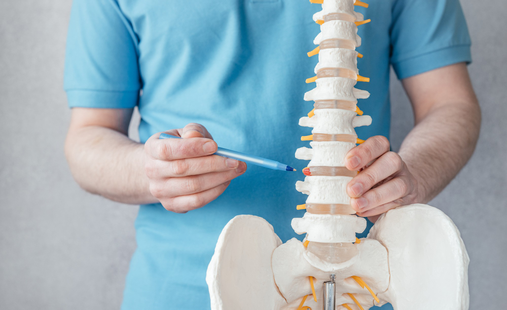 Chiropractor explaining spine health using a spinal model