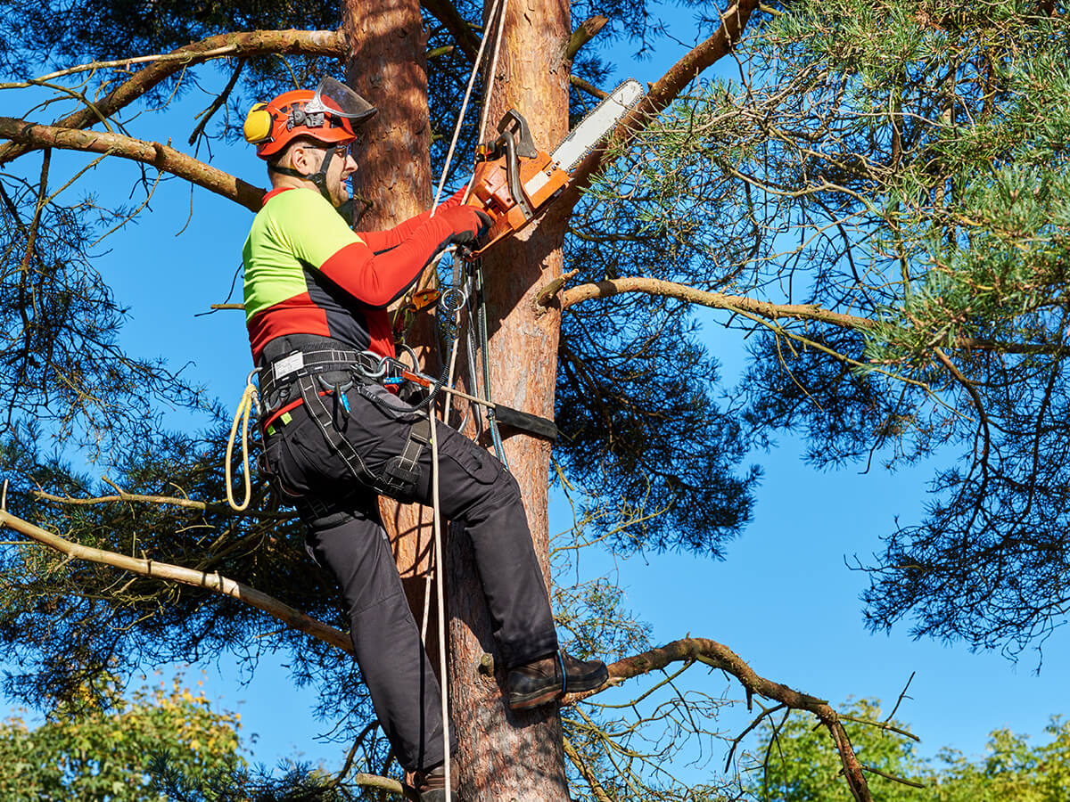 Professional arborist safely climbing a tree with chainsaw