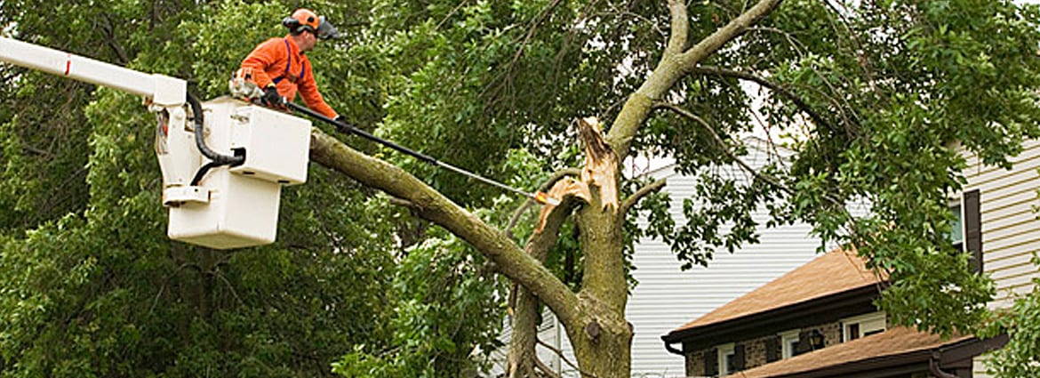Professional tree removal service with bucket truck in Winnipeg