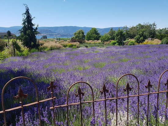 Okanagan Lavender & Herb Farm fields with Okanagan mountains in background