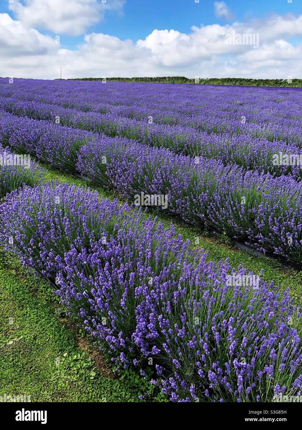 Lavender field rows