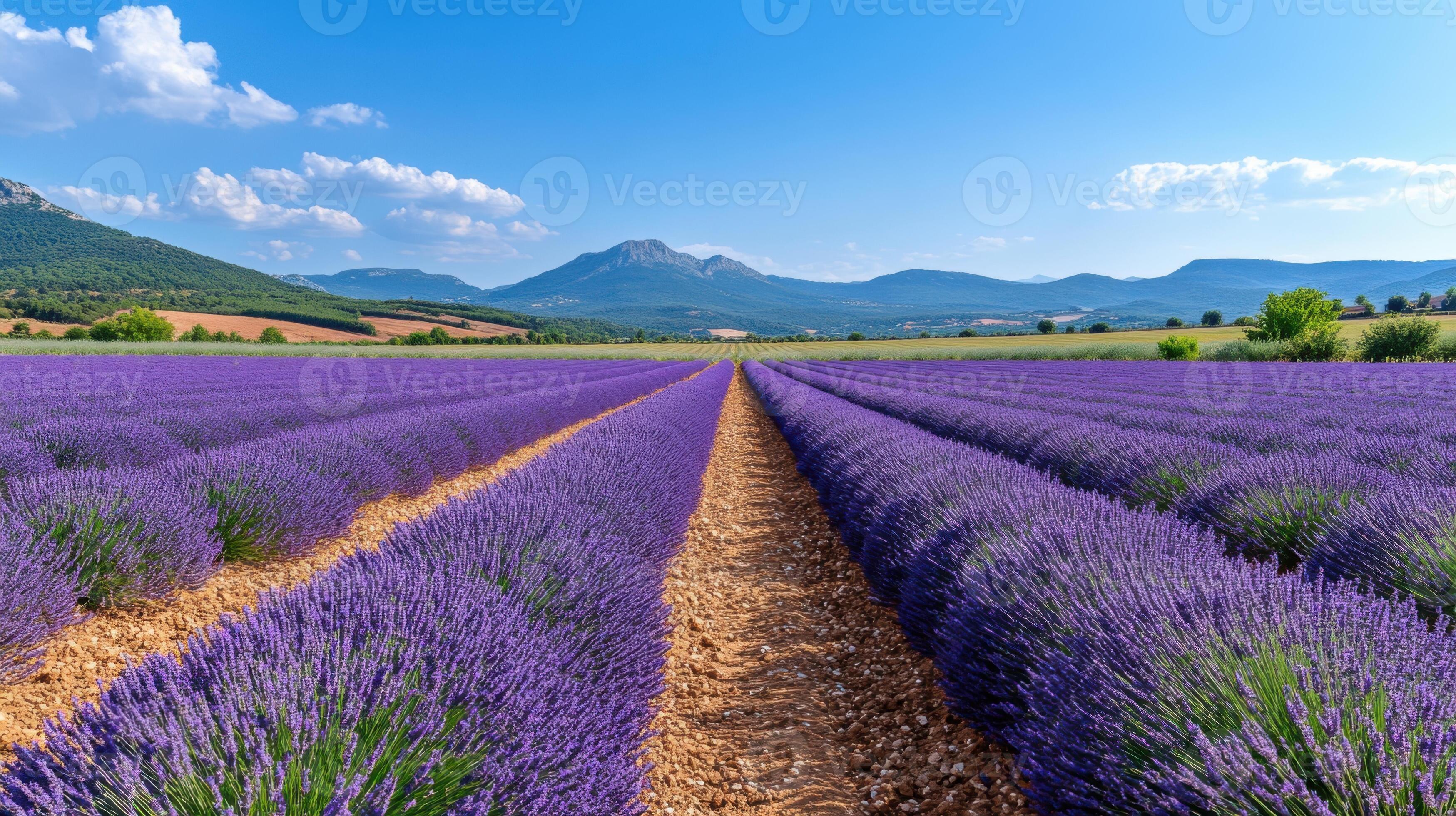 Lavender fields at Okanagan Lavender & Herb Farm in Kelowna, BC