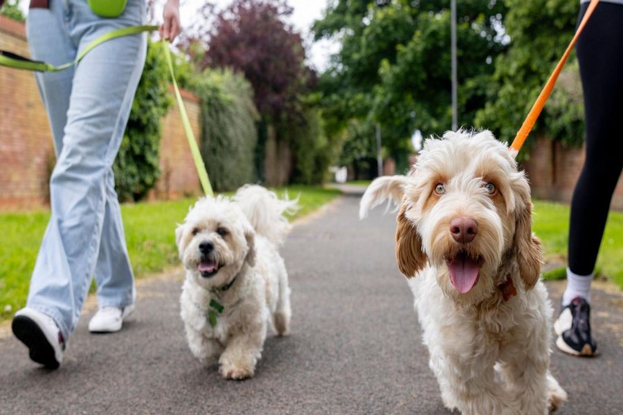 Happy dogs on leashes being walked by a professional dog walker in Edmonton