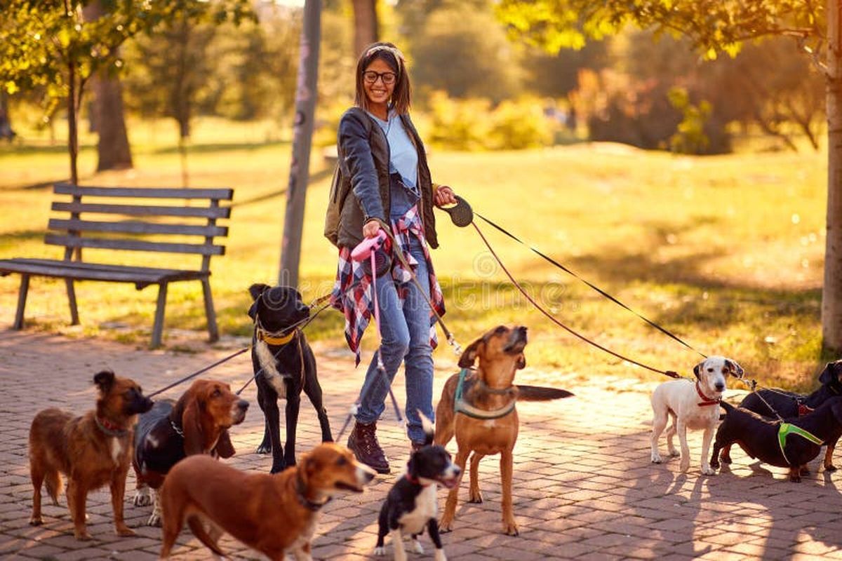 Professional dog walker with happy dogs in a sunny park in Edmonton