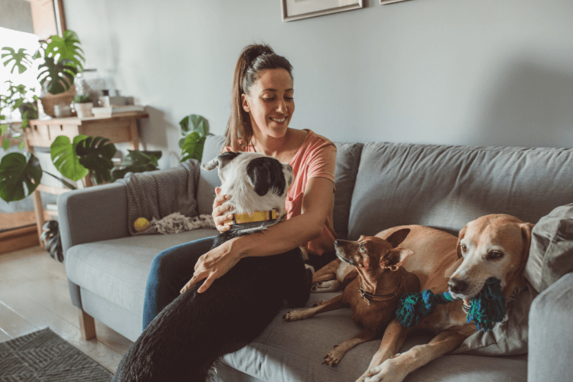 Pet sitter caring for dogs on a couch at home