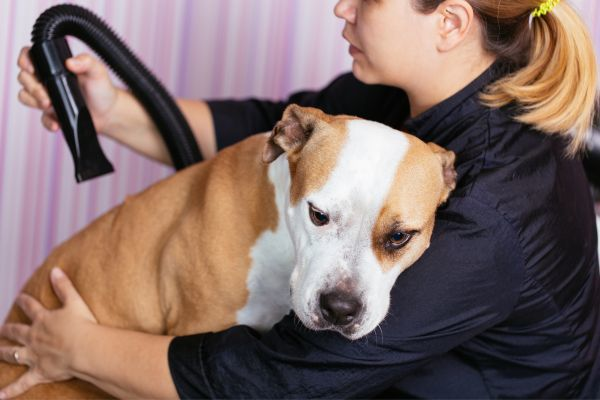 Groomer calming an anxious dog with gentle handling