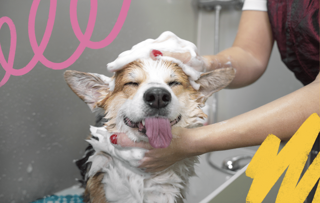 Happy dog enjoying grooming