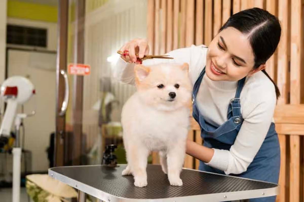 Professional dog groomer gently caring for a happy dog