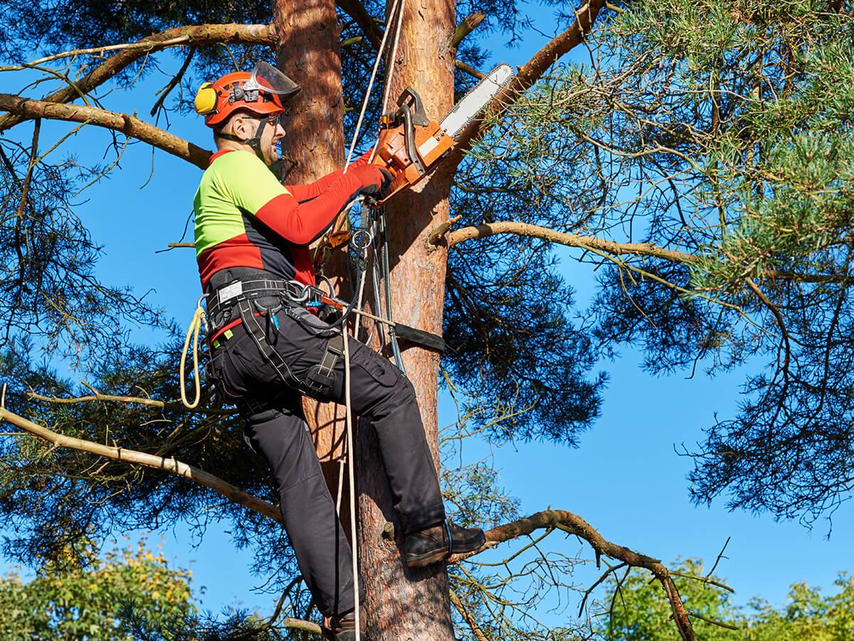 Tree pruning professional at work