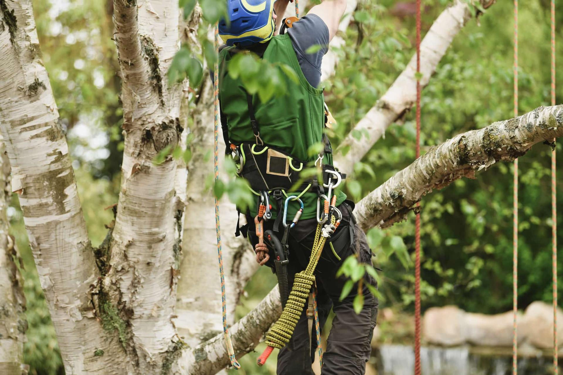 Professional arborist climbing a tree