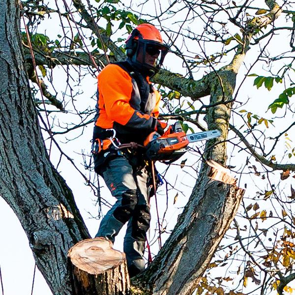 Arborist pruning a large tree